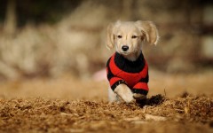 Desktop wallpaper. Dogs. ID:68055