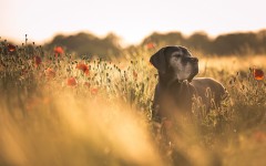 Desktop wallpaper. Dogs. ID:68056