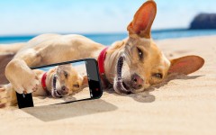 Desktop wallpaper. Dogs. ID:68057