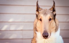 Desktop wallpaper. Dogs. ID:68058