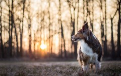 Desktop wallpaper. Dogs. ID:68060