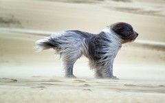 Desktop wallpaper. Dogs. ID:68062