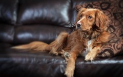 Desktop wallpaper. Dogs. ID:68063