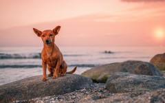Desktop wallpaper. Dogs. ID:68064