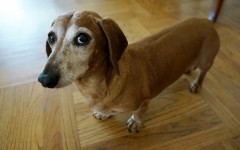 Desktop image. Dogs. ID:68065