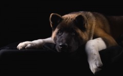 Desktop image. Dogs. ID:68066