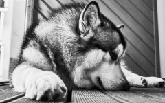 Desktop image. Dogs. ID:68067