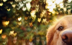 Desktop wallpaper. Dogs. ID:68068