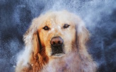 Desktop wallpaper. Dogs. ID:74727