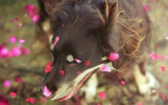 Desktop wallpaper. Dogs. ID:68069