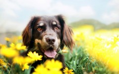 Desktop wallpaper. Dogs. ID:68070
