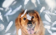 Desktop wallpaper. Dogs. ID:68071
