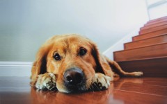 Desktop wallpaper. Dogs. ID:68072