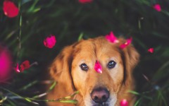 Desktop wallpaper. Dogs. ID:68073