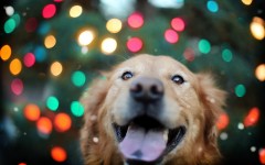 Desktop wallpaper. Dogs. ID:68074