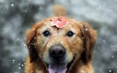 Desktop wallpaper. Dogs. ID:68075