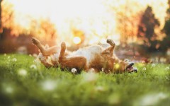 Desktop wallpaper. Dogs. ID:68076