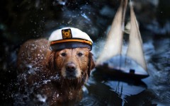 Desktop image. Dogs. ID:68077