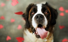 Desktop image. Dogs. ID:68078