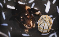 Desktop image. Dogs. ID:68079