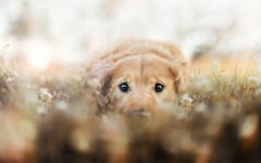 Desktop wallpaper. Dogs. ID:68081
