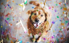 Desktop wallpaper. Dogs. ID:68082