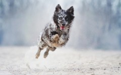 Desktop wallpaper. Dogs. ID:68084