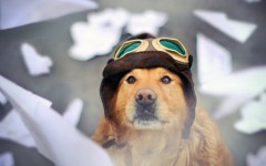 Desktop wallpaper. Dogs. ID:68085