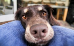 Desktop wallpaper. Dogs. ID:68086