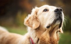 Desktop wallpaper. Dogs. ID:94160