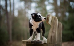 Desktop wallpaper. Dogs. ID:68088