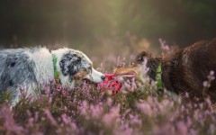 Desktop wallpaper. Dogs. ID:68089