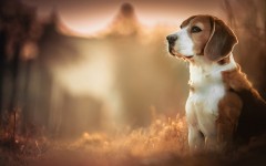 Desktop wallpaper. Dogs. ID:68090