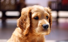 Desktop wallpaper. Dogs. ID:68091