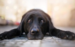 Desktop wallpaper. Dogs. ID:68093