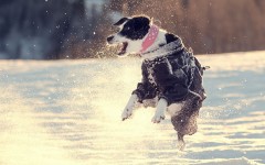 Desktop wallpaper. Dogs. ID:68094