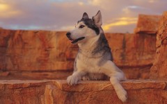 Desktop wallpaper. Dogs. ID:68095