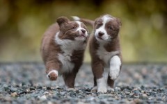Desktop wallpaper. Dogs. ID:68096
