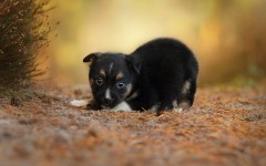 Desktop wallpaper. Dogs. ID:68097