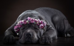 Desktop wallpaper. Dogs. ID:68098