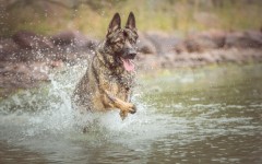 Desktop wallpaper. Dogs. ID:68099