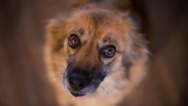 Desktop wallpaper. Dogs. ID:94157