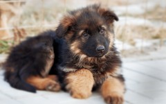 Desktop wallpaper. Dogs. ID:68101