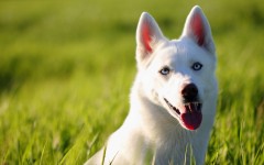 Desktop wallpaper. Dogs. ID:68102