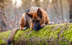 Desktop wallpaper. Dogs. ID:68103