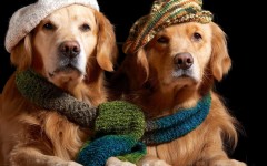 Desktop wallpaper. Dogs. ID:68104