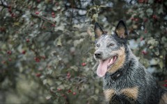 Desktop wallpaper. Dogs. ID:68105