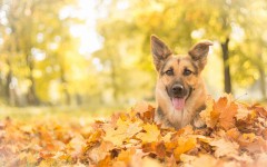 Desktop wallpaper. Dogs. ID:68107