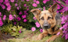 Desktop wallpaper. Dogs. ID:68108