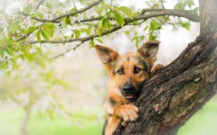 Desktop wallpaper. Dogs. ID:68109